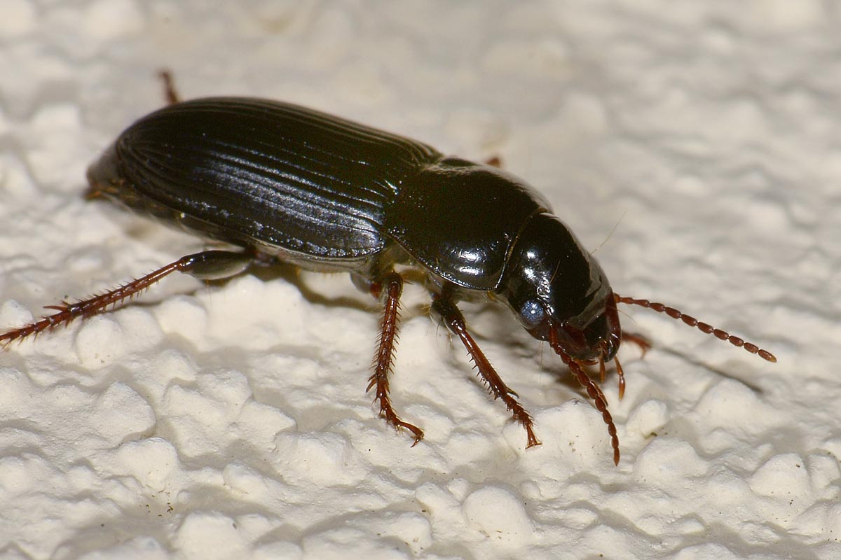 Harpalus attenuatus - Carabidae